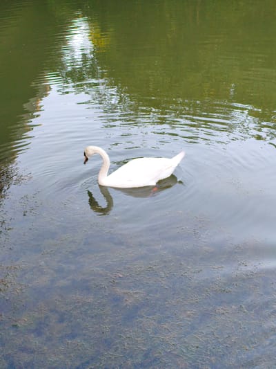 A serene scene unfolds on a tranquil body of water, likely a pond or lake, in Milton Keynes, United Kingdom. A solitary white swan gracefully glides through the water, its elegant neck curved as it appears to be foraging or observing its surroundings. The water itself is a murky green, with patches of aquatic vegetation visible beneath the surface. The sunlight, likely from a clear or partly cloudy day, reflects off the water's surface, creating shimmering patterns and highlighting the gentle ripples caused by the swan's movement. The reflection of what appears to be trees and possibly a building can be seen on the far side of the water, adding a natural, yet subtly man-made, context to the setting. The overall mood is one of peacefulness and natural beauty.