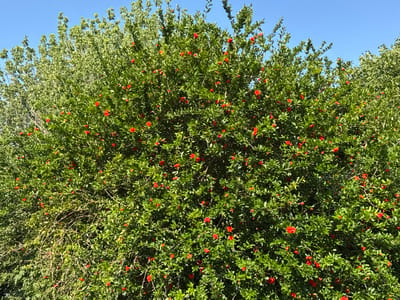 This is a medium-shot, eye-level outdoor photograph of a dense, leafy tree covered in small red flowers. The tree dominates the frame, with its lush green foliage and vibrant red blossoms. The sky above is a clear, bright blue. The overall impression is one of natural beauty and growth. There is no indication of people or specific objects other than the tree and its flowers. The location is in the city of Rimini, Italy, as per the prompt.