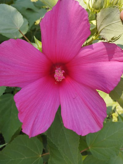 A vibrant pink hibiscus flower is in full bloom, its petals unfurled to reveal a delicate stamen. The flower is surrounded by lush green foliage, with hints of sunlight dappling through the leaves. The scene suggests a serene natural setting.
