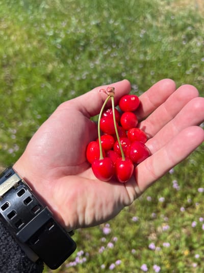 A human hand holds a cluster of red cherries in the open palm, with a dark watch visible on the wrist. The background shows blurred green grass and small purple flowers. The location of the scene is not explicitly mentioned in the picture, and the city of Jivkovo, Bulgaria cannot be directly determined from the visual information provided.