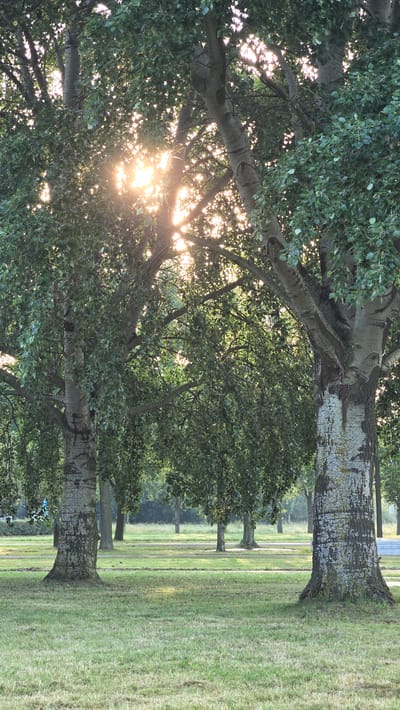 A vertical, eye-level shot captures a sun-dappled park with trees in Braamt, Netherlands. The sun shines brightly through the leaves of several large trees, creating a lens flare effect and casting dappled light on the grassy ground. The foreground features lush green grass, with several tree trunks visible. The trunks are thick and textured, with some appearing lighter in color, possibly due to lichen or bark type. In the mid-ground, more trees are present, forming a dense canopy in the background, with some patches of sunlight visible between them. The ground in the mid-ground is also covered in grass, and faint pathways or roads are discernible. The overall atmosphere is serene and natural, with the sunlight adding a warm glow to the scene.