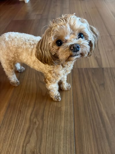 A small, light brown dog with fluffy fur and dark eyes is lying on a wooden floor. The dog is looking up towards the camera, with its head tilted slightly. Its fur is a mix of light brown and blonde, with some darker brown accents around its face. The dog appears to be a mixed breed, possibly a poodle mix.
The setting is indoors, on a floor made of wooden planks. The planks are a medium brown color and have a visible grain pattern. The lighting suggests it is daytime, likely indoors with artificial or natural light coming from above.
The dog's expression is curious and attentive. It is lying on its back with its paws in the air, giving the impression of playfulness or a relaxed pose. There are no people visible in the image. The overall mood is lighthearted and sweet, highlighting the dog's adorable appearance. No text is visible in the image.