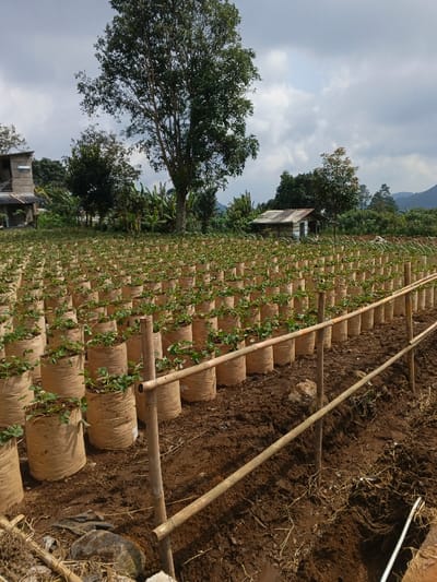 The image captures an expansive outdoor farming scene in Kolwara, Papua New Guinea, under a partly cloudy sky. The foreground and midground are filled with numerous rows of plants, each growing in individual cylindrical fabric pots. These pots are densely packed and arranged in neat, parallel lines that stretch into the distance, suggesting a large-scale cultivation effort, possibly for strawberries given the appearance of the young plants.

A simple barrier or support structure made of horizontal bamboo poles held by vertical bamboo stakes runs across the lower right section of the image, separating the viewer from the main field of potted plants. The ground is dark, tilled soil, with some natural debris and small rocks scattered in the immediate foreground.

In the mid-distance and background, lush green vegetation is abundant. A large, mature tree with a full canopy stands prominently towards the center-left, flanked by other smaller trees and dense foliage. Two small, rustic buildings are visible: one on the far left, partially hidden by trees, and another on the right with a light-colored wall and a corrugated metal roof, blending into the rural landscape. In the far distance, gentle hills or mountains are silhouetted against the sky.

The time of day appears to be daytime, likely late morning or early afternoon, with bright, diffused light suggesting either an overcast or partly cloudy sky. No human activity or individuals are visible, leaving the agricultural setup as the sole focus. The scene conveys a sense of organized farming within a verdant, natural, and remote environment. No text is visible in the image.