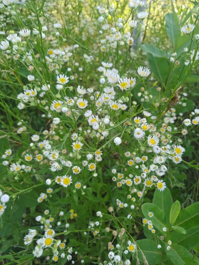 A close-up, slightly low-angle, full-shot photograph captures a dense field of white and yellow daisies growing outdoors. The daisies are small, with numerous thin white petals radiating from bright yellow centers. They are clustered together on tall, slender green stems, interspersed with a variety of other green foliage and some dry grass. The background is softly blurred, showing a dappled green and yellow hue, suggesting a sunny day and possibly trees or other vegetation beyond the immediate flower patch. No people, animals, or man-made structures are visible in the image. The scene is likely located in a natural setting within the city of Trypillia, Ukraine, given the context.