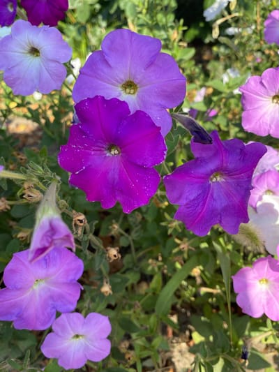 A close-up, high-angle shot showcases a cluster of vibrant purple petunias in Ventsy, Russia. The flowers, in varying shades of deep purple and lavender, fill the frame, their trumpet-shaped blossoms with ruffled edges unfurling under natural sunlight. Some petals are dusted with white specks, possibly pollen or water droplets. Green foliage forms a soft background, interspersed with dried seed pods and hints of other white and pink flowers peeking through. The ground beneath is a mix of soil and dried leaves, suggesting an outdoor garden setting. The image is taken at eye level and focuses on the intricate details of the petunia blooms, with a shallow depth of field blurring the background elements.