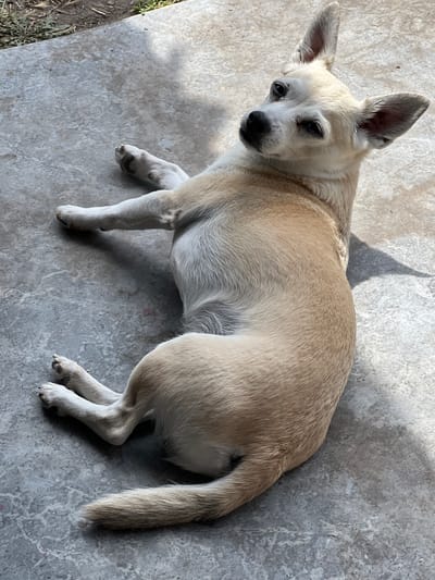 A light-colored dog with large ears is lying on a concrete surface outdoors. The dog's body is mostly to the right of the frame, with its head turned towards the viewer. The concrete is a dull gray with some lighter and darker patches. There are shadows cast on the concrete, suggesting sunlight is present. To the upper left, a strip of dirt and grass is visible. The image does not contain information about the location in Kulishi, Ukraine.