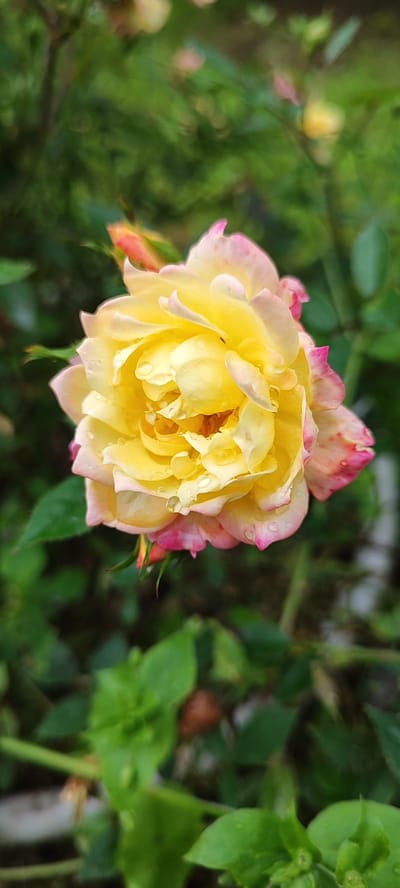 A close-up, vertical shot focuses on a yellow rose with pink tips, speckled with water droplets. The rose is in the center of the frame, its petals unfurling delicately. Surrounding the rose are soft-focus green leaves and a pink rosebud in the upper left corner. The background is a blur of greenery, suggesting a garden or natural setting. The lighting appears natural, possibly overcast or in the early morning, as indicated by the diffused light and the presence of water droplets on the petals. The overall impression is one of delicate beauty and freshness.