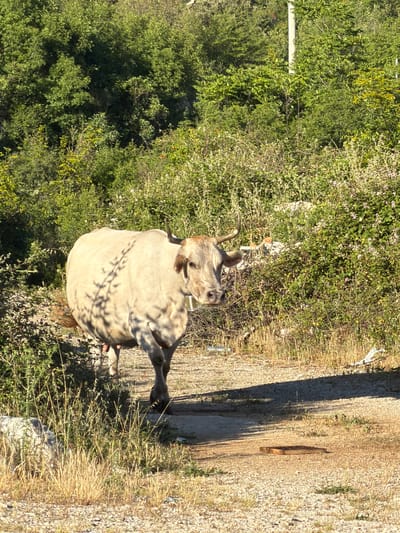 The image depicts a light-colored bovine walking on an unpaved path through an overgrown, sunlit natural environment in Staro Slano, Bosnia and Herzegovina.
A large, pale-tan or cream-colored cow, displaying short, curved brown horns and a brown patch on its forehead, is positioned slightly left of center, moving towards the lower right foreground. A bell is visible around its neck, and shadows from overhead foliage are cast across its body. Its tail, light brown at the base and darker towards the tip, is slightly raised on the left side of its hindquarters. The cow's visible left front leg is in motion, indicating forward movement.
The ground consists of a light-colored gravel and dirt path, interspersed with patches of dry, yellowed grass and some green weeds. A flat, dark brown, rectangular object lies on the path in the mid-foreground, right of center. The immediate foreground on the left features rocks and a sparse growth of dry grass and green shrubbery.
The background and mid-ground are densely covered with various types of green vegetation, including bushes and trees, some with lighter green foliage and others darker. In the upper right background, a light-colored utility pole stands vertically, partially obscured by the dense green canopy. Scattered pieces of white debris are visible amongst the vegetation in the mid-ground and right foreground. Sunlight illuminates the scene, creating distinct shadows on the cow's body and across the path.