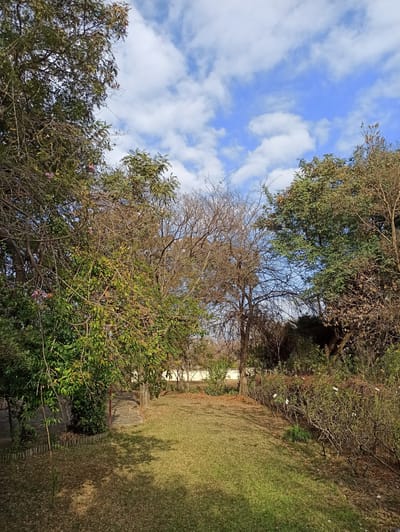 The image depicts a natural outdoor scene, likely a garden or park area, under a bright, partly cloudy sky. In the foreground, a well-maintained grassy lawn is visible, with fallen leaves scattered in patches. To the left and right, dense foliage from trees and bushes frames the lawn. A paved pathway is partially visible on the left, leading into the greenery. The trees vary in their foliage, with some exhibiting lush green leaves and others appearing bare, suggesting a seasonal transition. In the background, a light-colored wall or fence can be seen behind the bushes. The overall impression is one of a serene, possibly residential or recreational outdoor space. The location is identified as Randburg, South Africa, a city characterized by its suburban residential areas and green spaces.