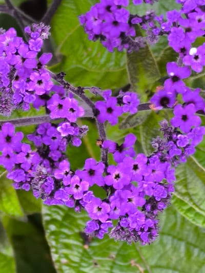 The image displays a cluster of vibrant purple flowers against a backdrop of textured green leaves. The flowers are small and star-shaped, with some appearing in tight buds and others fully bloomed. Their petals are a rich, deep violet hue, and the centers of some flowers reveal dark, almost black, stamen. The leaves are a lush green, with visible veins creating a patterned surface. The overall impression is one of natural beauty, with the sharp focus on the flowers highlighting their delicate structure and intense color. The image does not depict any people, actions, or interactions, nor does it provide any specific clues to its location within the city of Mosėdis, Lithuania.