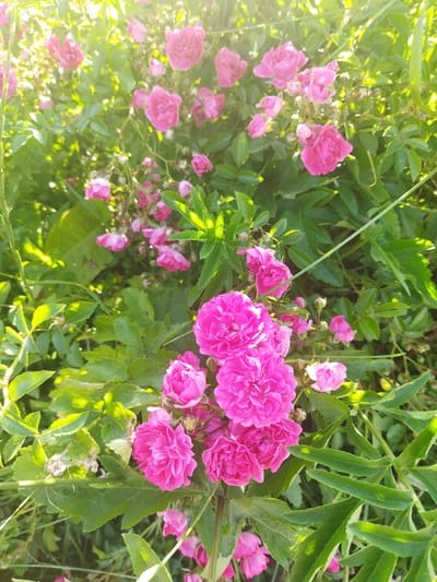 This is a vertical, medium shot of a dense bush of pink roses in a natural outdoor setting, likely a garden or wild area. The roses are in various stages of bloom, with some fully open and others still as buds. The flowers are a vibrant pink, with a richer hue in the fully bloomed specimens and a lighter pink in the buds. They have a full, ruffled appearance, suggesting they are a type of double rose.
The foliage is a lush green, with many leaves visible, some catching the sunlight and appearing bright green and almost translucent. There are also some dried or browned leaves on the bush, suggesting it's a living plant with some signs of age or natural wear. A few tall blades of grass or thin stems are visible amongst the roses and leaves, adding to the natural, untamed feel.
The lighting suggests it is daytime, with the sun shining brightly, creating highlights on the leaves and some of the petals. The angle of the light suggests it might be late afternoon or early morning, casting a warm glow. The overall impression is one of natural beauty and the abundance of a flowering plant. There is no visible text. The setting is contextually identified as Кіраўскі сельскі Савет, Belarus, implying a rural or suburban location within that region.