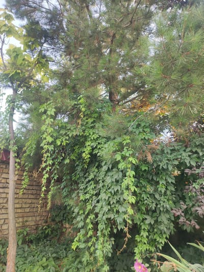 The image depicts a close-up view of dense greenery against a brick wall and a tree trunk, with the sky visible in the upper left corner. The foliage is a mix of different types of plants, including pine needles and broad leaves of climbing vines. The vines hang down from higher branches, some with small, delicate leaves and others with larger, heart-shaped leaves. The brick wall is made of light-colored bricks laid in a stretcher bond pattern, with a reddish-brown tile or shingle visible at the top left edge. A portion of a slender tree trunk, with a rough, textured bark, stands vertically on the left side of the image, partially covered by vines. The overall impression is one of overgrown vegetation, suggesting a natural or semi-wild area within an urban or suburban setting. The location is identified as the city of Mingchinar (Blagoveshchensky), Uzbekistan. No people or animals are present in the image.