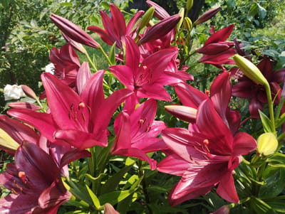 A cluster of deep pink lilies with pointed petals are in full bloom, some with visible stamens, surrounded by green foliage and unopened buds. The scene appears to be outdoors in a garden setting, with soft sunlight illuminating the flowers. The image is a close-up shot, focusing on the intricate details of the lily blossoms. No people are present in the image. The image was taken in Baryshivka, Ukraine.