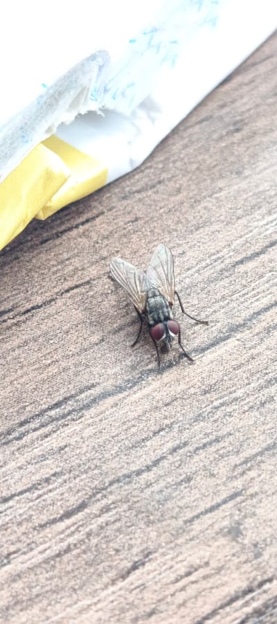A housefly is resting on a wooden surface. The fly has iridescent wings and prominent red eyes. It is positioned in the lower center of the frame. In the upper left corner, a portion of what appears to be torn paper or fabric, possibly with writing or markings in blue and yellow, is visible. The wooden surface exhibits a wood grain texture with diagonal lines. The image does not contain any information or visual cues to suggest the location is Mehrabad, Uzbekistan.
