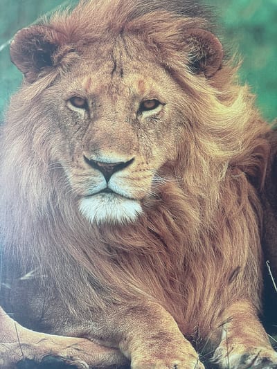 The image is a close-up portrait of a male lion with a majestic mane. The lion is lying down, with its paws visible in the foreground. Its eyes are open and looking directly at the camera. The background is a blurred green, suggesting a natural environment. There are no people or buildings visible in the image, and therefore no connection to Septemvritsi, Bulgaria.