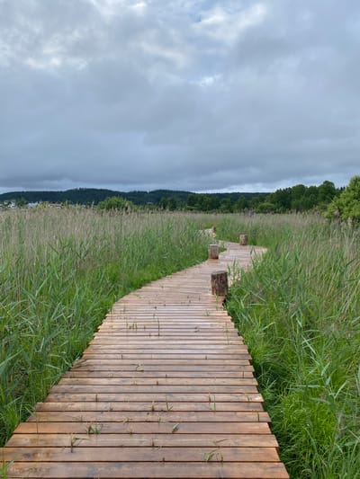 This media file, captured in Lakhdenkiulya, Russia, depicts a wooden boardwalk extending through a marshy area rich with tall green grass and reeds. The boardwalk, constructed from natural wood planks, is the central object, curving gently into the distance. Several rough-hewn logs are placed at intervals along the boardwalk, serving as rustic seating or markers.
The surrounding landscape is dominated by dense vegetation, with the vibrant green of the grass contrasting with the paler, dried stalks of reeds further into the marsh. In the background, a dark, forested hillside rises, suggesting a natural and somewhat remote setting. Beyond the hillside, a body of water is hinted at, reflecting the overcast sky.
The sky itself is a canvas of heavy, gray clouds, indicating a cloudy or possibly stormy day. The lighting is diffused, creating a soft, even illumination without harsh shadows. There is no visible text in the image. The overall mood conveyed is one of tranquility and immersion in nature, with the boardwalk providing a pathway through the wild landscape. The time of day is not clearly discernible due to the overcast conditions, but the scene feels like it could be morning or afternoon. No people are visible, emphasizing the solitude of the location.