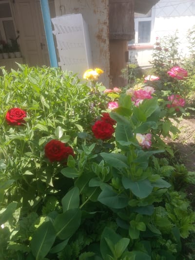 The image depicts a garden in Samat, Kyrgyzstan, featuring a variety of roses and other foliage in bloom. In the foreground, several deep red roses are visible amidst lush green leaves. Behind them, a cluster of pink and yellow roses adds color to the scene. The garden is situated near a building with a light-colored facade and a wooden overhang. A blue pole stands vertically to the left of the building. The ground is covered with soil and scattered leaves. Sunlight filters through the foliage, creating dappled light and shadows. There are no people or animals visible in the image.