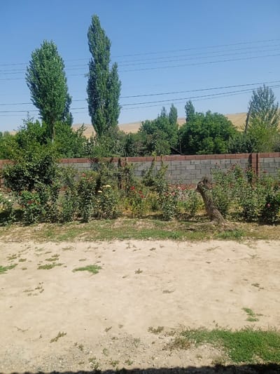 In Kyzyl-Sengir, Kyrgyzstan, this image depicts a dry, dusty yard in front of a low, grey cinder block wall topped with red bricks. Behind the wall, a variety of green foliage and trees are visible, including rose bushes with red and yellow blooms, taller trees with dense green leaves, and two very tall, slender trees with sparse, pointed crowns. In the background, a dry, tan hillside slopes upwards against a clear blue sky. Several thin power lines are strung horizontally across the upper portion of the frame, supported by poles that are not fully visible. In the foreground, the ground is a mixture of light brown dirt and scattered small green plants. A prominent, weathered tree stump with visible bark texture stands near the center of the image, in front of the wall, surrounded by the rose bushes. The overall scene suggests a warm, dry climate.