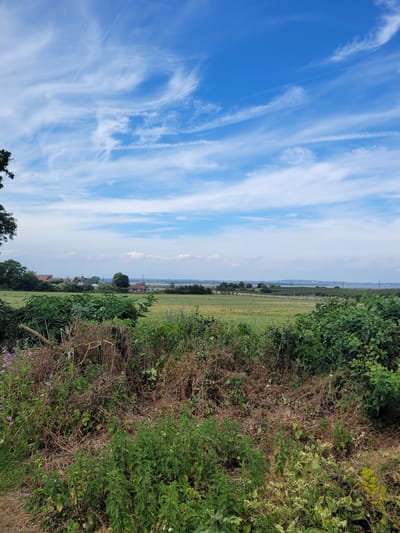 The image depicts a rural landscape in Gravesham, United Kingdom, under a bright blue sky with wispy white clouds. In the foreground, dense vegetation, including thorny bushes and dry grasses, creates a natural barrier. Beyond this, a field of green crops extends towards a line of trees and scattered houses, some with red roofs, suggesting a small settlement. In the distance, a body of water or estuary is visible, with a hazy horizon and some industrial or urban structures on the far bank. The scene is tranquil and evokes a sense of the countryside.