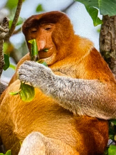 A close-up, eye-level shot shows a male proboscis monkey in Babahjurong, Indonesia, perched on a tree branch and eating green leaves. The monkey's distinctive large nose hangs over its mouth, and its fur is a mix of reddish-brown and tan. Its grey arms and hands are visible, holding the leaves. The background is blurred, showing green foliage and a light-colored sky.