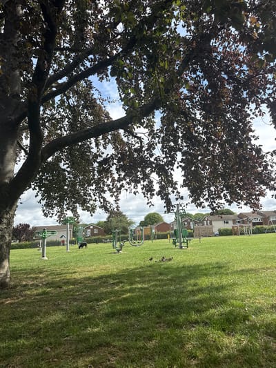 The image depicts a park scene in High Wycombe, United Kingdom. In the foreground, a large tree with dark red/purple leaves dominates the left side of the frame, obscuring part of the view. Beyond the tree, a grassy field extends into the distance. Several pieces of green outdoor exercise equipment are scattered across the field. In the background, houses are visible. A black dog is present in the scene, standing near one of the exercise stations. The sky is partially visible through the tree branches, revealing a mix of blue sky and white clouds. The image is oriented with the right side of the scene facing downward.