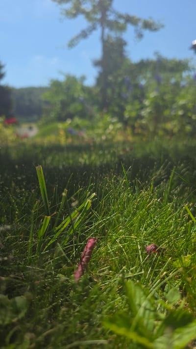 This is a close-up, low-angle shot of lush green grass in a garden. The grass is detailed and appears to be recently mowed. Two small, crumpled pink petals are visible amongst the grass blades in the foreground. In the background, out of focus, are hints of a tree, blue sky, and some blurry colorful flowers, suggesting a sunny day in a garden. The lighting indicates it is likely daytime, with the sun casting a bright glow. The image has a vertical orientation. No people, objects, or visible text are present in the frame. The setting appears to be a residential garden in Albstadt, Germany.