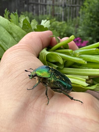 A close-up shot captures a person's hand holding a bouquet of green stems, possibly herbs or vegetables, with a shiny green beetle resting on the thumb. The beetle has a metallic sheen and is dusted with yellow pollen. The background is blurred, showing lush green foliage and a hint of pink flowers, suggesting an outdoor setting in a garden or natural environment. The lighting appears to be natural daylight, with no harsh shadows, indicating it might be a bright, possibly overcast, day. The overall mood is one of connection with nature, highlighting the intricate details of the insect and the fresh produce. The image seems to be taken in Mursalimkino, Russia, given the location context.