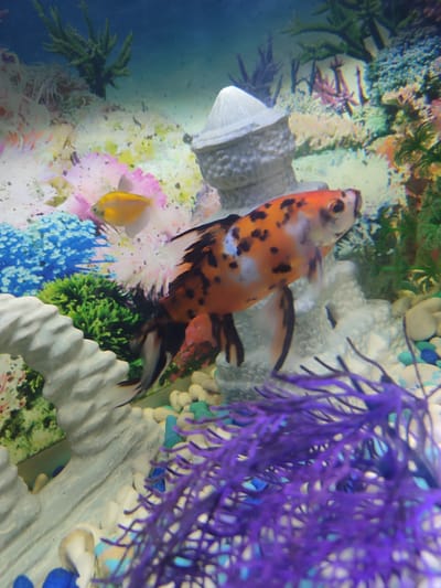 The image shows an aquarium. A calico-colored goldfish is the main subject, swimming in the center of the frame. To the left, a smaller yellow fish is visible. The aquarium is decorated with artificial plants in various colors (green, purple) and white rock structures. The background consists of a decorative aquarium backdrop featuring coral and underwater scenes. The presence of fish and aquarium elements suggests a pet shop or home environment, though the location of Kotlas, Russia is not evident from the image content alone.