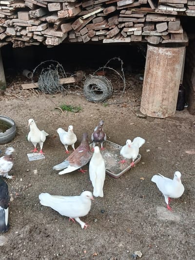 The image shows a flock of pigeons in an outdoor, rural setting in Geudonggeudong, Indonesia. The pigeons are the primary subjects, with a mix of white, brown, and speckled birds. They appear to be gathered on a dirt and gravel ground, possibly around a feeding area or water source, indicated by a partially visible metal basin in the lower left corner.

The surrounding environment includes a pile of stacked wooden planks and what looks like old bricks on the left side of the frame. A large, rusted metal pipe or cylinder lies horizontally near the top of the image. Coiled barbed wire is visible on the ground, suggesting a rustic or possibly enclosed area, perhaps a farmyard or a less-maintained outdoor space. The overall impression is one of a humble, working agricultural or rural environment.

The pigeons are engaged in typical pigeon activities, such as pecking at the ground, preening, and moving about. One white pigeon in the upper right is alert and standing tall, while others are more focused on the ground. The lighting suggests it is daytime, with natural light casting some shadows. There are no visible humans in the image, and the focus is entirely on the animals and their surroundings. The scene conveys a sense of everyday life in a rural Indonesian location, with the pigeons as the central figures in this humble setting.