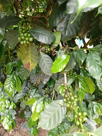 The image shows a close-up of a coffee plant with clusters of unripe green coffee cherries on branches, surrounded by dark green leaves. Some leaves show signs of browning or wilting. The background is blurred, but appears to be more foliage and possibly a tree trunk. The scene is outdoors, with natural light illuminating the plant. There are no people or animals visible in the image. The ground beneath the plant is covered with what appears to be mulch or dry leaves.