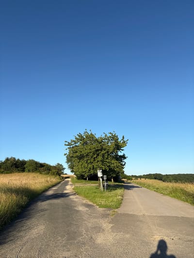 The image shows a fork in a paved road in a rural area near Wershofen, Germany. A large, leafy green tree stands at the fork, with a signpost nearby. To the left of the road is a field of dry, golden grass, bordered by a line of trees in the distance. To the right of the road, the terrain is also grassy, with more trees visible further on. The sky is clear and blue. In the foreground, the shadow of a person is cast on the road, suggesting the photographer is standing at the fork. The road appears to be asphalt with some gravel on the sides. The overall scene depicts a quiet, natural landscape.