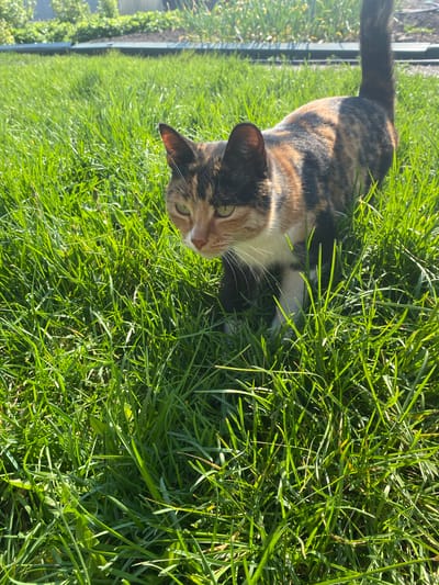 A calico cat lies in a patch of green grass. The cat has a mixture of black, orange, and white fur. The cat is looking towards the camera, lying mostly prone. The background is blurred, but it appears to be a grassy area. The image appears to be taken in direct sunlight, with bright lighting. The location in the city of Oblivskaya, Russia cannot be determined from the image.