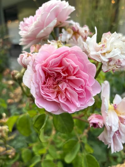 The photograph showcases a cluster of roses, with a prominent pink rose in full bloom taking center stage. Its petals are tightly packed, creating a captivating, layered effect. Other roses, in various stages of bloom and colors ranging from pink to white, surround the central flower. Green leaves provide a lush backdrop, adding depth and contrast to the composition. The overall impression is one of delicate beauty and natural abundance.