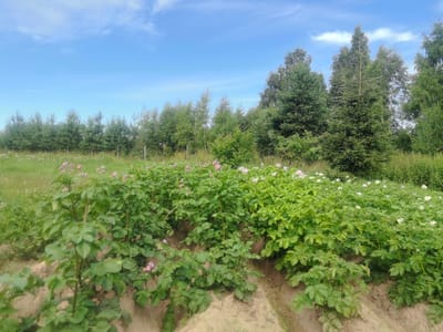 The image depicts a potato field under a partly cloudy blue sky. The potato plants, which are green and leafy, are in various stages of growth and some have small pink and white flowers. The field is characterized by raised rows of soil where the potatoes are planted. In the background, a line of coniferous trees and deciduous trees forms a natural border for the field, with a few taller evergreen trees standing out. The overall environment appears to be rural and agricultural, likely a farm or a private plot. The scene suggests a warm, clear day, suitable for outdoor activity. There are no people or animals visible in the image. The location is specified as Kashino, Russia.