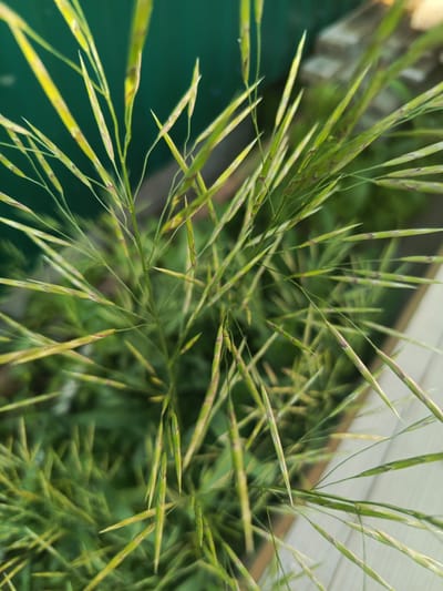 The image shows a close-up, overhead view of a patch of grass with seed heads. The grass is green with some yellowing and has slender, pointed seed structures. The background is blurred, with a dark green surface on the left and lighter, textured surfaces on the right, possibly indicating a fence or wall and ground. No people are visible, and no specific location within Steklyanka, Russia, can be identified from the image itself.