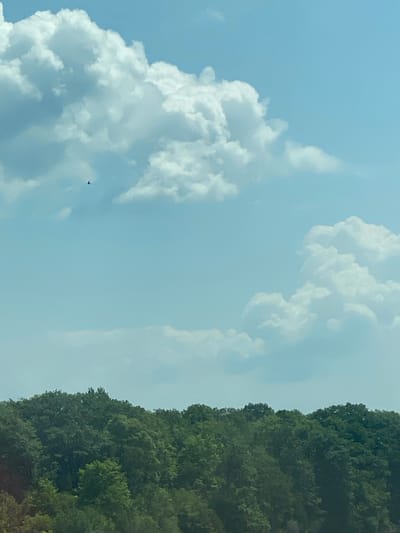 The image shows a landscape scene with a clear blue sky filled with fluffy white clouds. In the distance, a dark silhouette of a bird is seen flying against the sky. Below the sky, there is a dense line of green trees that form a hill or the edge of a forest. The overall impression is of a peaceful, natural environment. There is no information that would allow for the specific location in Grenville, Canada to be identified.