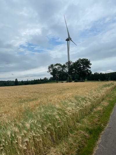 The image shows a rural landscape in Schwarzenborn, Germany. A large wind turbine stands in the background, its blades silhouetted against a cloudy sky. In the middle ground, a field of wheat, with golden stalks swaying in the wind, stretches across the frame. Several large, mature trees are scattered throughout the field, their dark green foliage providing a stark contrast to the lighter tones of the wheat. A narrow, asphalt road runs along the right edge of the image, bordered by grass and weeds. The overall impression is one of natural beauty and renewable energy generation.