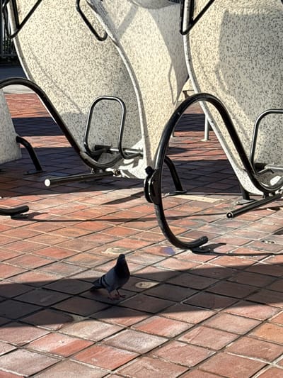 A pigeon walks on a diamond-patterned, red-brown brick surface alongside stacked outdoor tables and chairs. The tables are round with white speckled surfaces, and the chairs feature black metal frames. Harsh sunlight creates strong shadows.