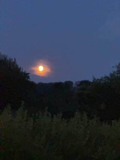 The image depicts a nighttime scene with a large, bright moon visible in the dark blue sky. The moon is partially obscured by a hazy, reddish-orange glow, giving it an unusual appearance. Silhouetted against the sky are the dark shapes of trees, suggesting a natural or rural setting. In the foreground, out-of-focus foliage adds depth to the scene. The overall impression is one of a serene, twilight landscape.

There is no information within the image to suggest a specific location in the city of Holzminden, Germany. The scene appears to be a generic outdoor setting at night.