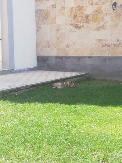 A light-colored dog with brown markings is lying down on green grass in front of a building with a tiled facade. The building has a white section on the left and a textured stone-like tiling on the right. A black outdoor light fixture is mounted on the upper right portion of the tiled wall. In the foreground, there is a large expanse of well-maintained green grass. A paved walkway runs along the base of the building, separated from the grass by a concrete border. The scene appears to be outdoors, possibly in a residential or public area. The location is identified as Akhalkalaki, Georgia.