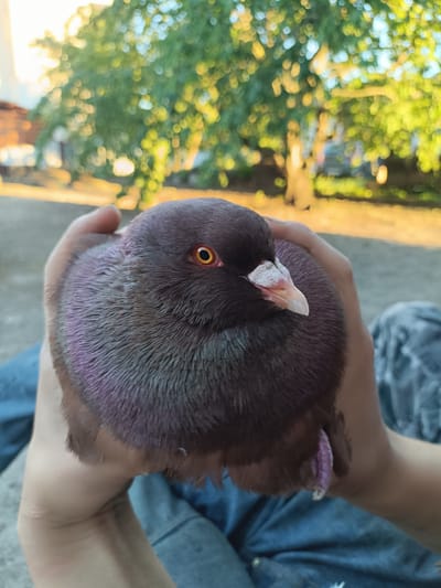 In this close-up, vertical medium shot, a person's hands cradle a plump pigeon with dark brown plumage. The pigeon's eye is a striking yellow-orange, and its beak is a light pink and white. Iridescent purple feathers are visible around the pigeon's neck. The background is softly blurred, featuring the dappled sunlight filtering through the leaves of trees, suggesting an outdoor setting in the late afternoon or early evening. The overall lighting is warm, indicating a sunny day. The person is wearing blue jeans, partially visible at the bottom of the frame. The scene is peaceful and intimate, capturing a moment of gentle interaction between a person and the bird. There is no visible text in the image.
