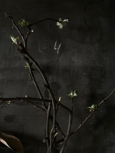 The image presents a minimalist still life featuring several bare tree branches with newly unfurled green leaves and emerging buds, set against a dark, textured background. The branches, dark brown in color, are arranged diagonally across the frame, with smaller offshoots extending upwards and to the left. The delicate green leaves, some still tightly furled, contrast subtly with the dark branches and background. In the lower right corner, a large, dried, brown leaf is partially visible, adding another textural element. The background is a rough, dark gray or black surface, possibly a wall or concrete, exhibiting subtle variations in tone and texture. To the left of the main branches, in the mid-left portion of the image, there are two short, wavy, white marks resembling chalk or paint smudges. The lighting is low and even, contributing to a somber yet contemplative mood. No people or overt activity are depicted. The scene suggests early spring or new growth, captured in a controlled, indoor, or very low-light setting. The location context provided is Красногорочка Снт, Russia.