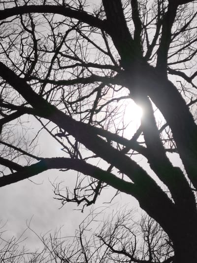 The image shows a low-angle view of bare tree branches silhouetted against a bright, cloudy sky, with the sun partially obscured by the branches. The location, Орлиновский округ, Ukraine, cannot be confirmed from the image content alone. There are no people, other subjects, objects, actions, or interactions visible in the image besides the natural environment elements of the tree and sky.