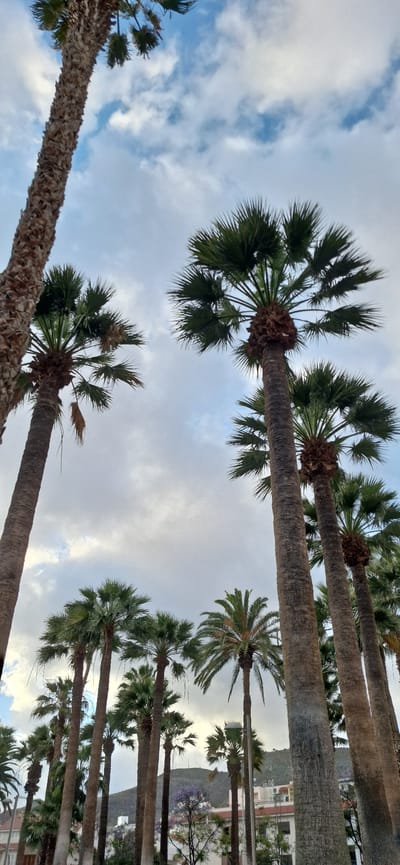 The image shows a view looking up at several palm trees against a cloudy sky. The location is likely a park or street lined with palm trees in Santa Cruz De Tenerife, Spain, though specific landmarks are not visible enough to confirm the exact location. There are buildings and a hill in the background. The trees are the primary subjects of the image. There are no people visible.