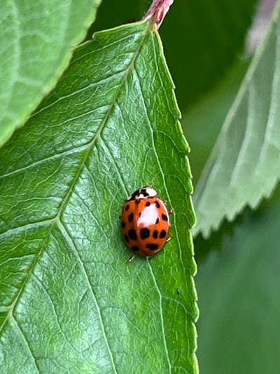 A close-up photograph depicts a ladybug, featuring an orange-red body with multiple distinct black spots and a black head region with white markings, positioned centrally on a vivid green leaf. The leaf displays pronounced venation and a slightly irregular, possibly serrated, edge. Natural light illuminates the scene, casting subtle highlights on the leaf and the insect's shell. The background is composed of blurred green foliage, indicating an outdoor setting. No individuals or man-made objects are visible. This scene is situated in the city of Mshanets, Ukraine.