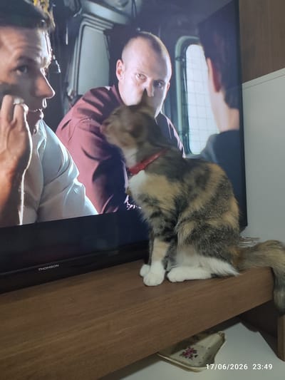 The image shows a calico cat sitting on a wooden shelf in front of a television screen. On the television screen, two men are visible, one in the foreground on the left, and another behind him on the right. The man in the foreground is wearing a white shirt, and the man behind him is wearing a maroon shirt. The cat is facing away from the viewer and towards the television. The television is a flat-screen model with a "THOMSON" logo visible on the bottom left. The wooden shelf the cat is sitting on appears to be part of a media console. Below the shelf, a small decorative dish with a floral pattern is visible. The image is dated "17/06/2026 23:49". There is no information in the image to suggest a specific location in Scordia, Italy, or any other city.