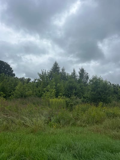 The image depicts an overcast sky over a dense green forest and a field of tall grass in Холстаўскі сельскі Савет, Belarus. The sky is filled with thick, grey clouds, suggesting a lack of direct sunlight and possibly an impending rain shower. Below the sky, a line of trees forms a dark green barrier, with various shades indicating different types of foliage. The foreground is dominated by a meadow or field of grass that is a mix of green and dry, straw-like stalks, interspersed with small yellow wildflowers. The overall impression is one of a natural, undeveloped landscape under a moody sky. There are no people or specific man-made structures visible in the image.