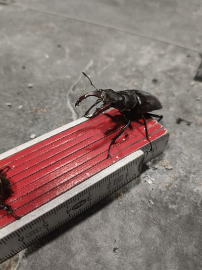 A close-up, high-angle shot shows a deceased stag beetle resting on a partially folded, red and white measuring ruler. The ruler is positioned diagonally across a textured, grey surface that appears to be concrete or a similar material. The beetle, dark brown and shiny, is positioned on the red section of the ruler, with its prominent mandibles open. Its legs are extended, and one leg appears to be gripping the ruler. The ruler is marked with black measurements in centimeters and millimeters. The background is out of focus, revealing more of the grey surface with some scattered debris. The scene suggests an outdoor or workshop environment. There are no people or any indications of human presence beyond the measuring tool. The specific location in Grinăuți, Moldova cannot be determined from the image alone.