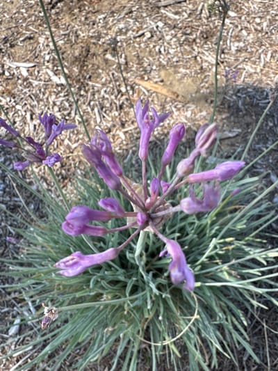 An overhead, close-up shot shows a cluster of delicate, tubular, purple flowers with green, grass-like foliage. The flowers are arranged in a rounded cluster at the top of a green stem. The background is out of focus and appears to be dry soil with scattered brown wood chips or twigs. A portion of a single green stem is visible in the upper left of the image, with a few purple petals detached. The image was taken outdoors in a natural or landscaped environment.