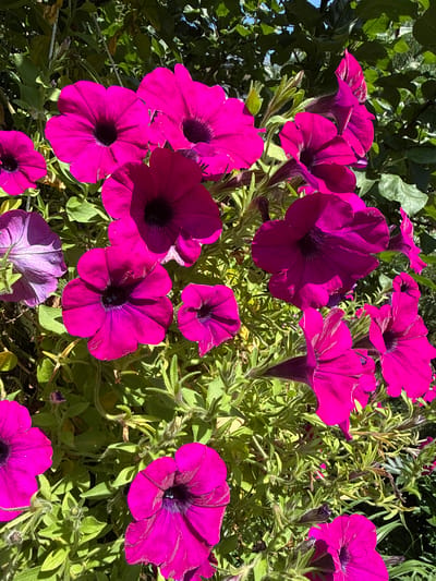 The image is a close-up, eye-level shot of a cluster of bright pink petunias in bloom. The flowers are the main subject, filling the frame with their vibrant color and delicate, trumpet-shaped petals. Some of the flowers are fully open, revealing dark centers, while others are partially closed. The petals have a slightly velvety texture, and the sunlight casts subtle shadows across them, highlighting their intricate details. Surrounding the flowers is lush green foliage, with some leaves catching the sunlight and appearing almost luminous. The background is a blur of more green leaves and hints of blue sky, suggesting an outdoor setting. The scene appears to be a garden or a landscaped area, possibly in the city of Залесье Снт, Russia, given the context. There are no people or animals visible in the image. The overall impression is one of natural beauty and vibrant life, captured on a sunny day.